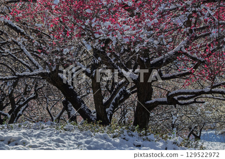 A plum grove in full bloom heralds the arrival of spring at Inabe City Agricultural Park in Mie Prefecture 129522972