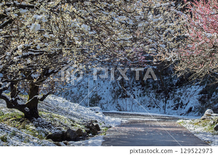 A plum grove in full bloom heralds the arrival of spring at Inabe City Agricultural Park in Mie Prefecture 129522973