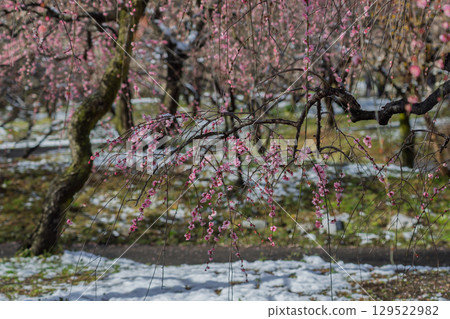 三重縣員弁市農業公園盛開的梅花林預示著春天的到來 129522982