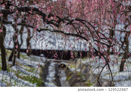 三重縣員弁市農業公園盛開的梅花林預示著春天的到來 三重縣員弁市農業公園盛開的梅花林預示著春天的到來 129522987