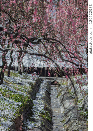 三重縣員弁市農業公園盛開的梅花林預示著春天的到來 129522988