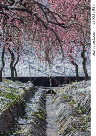 三重縣員弁市農業公園盛開的梅花林預示著春天的到來 三重縣員弁市農業公園盛開的梅花林預示著春天的到來 129522989