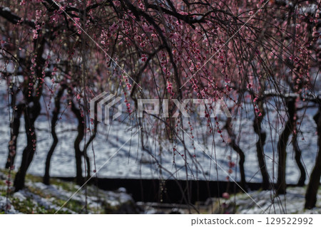 三重縣員弁市農業公園盛開的梅花林預示著春天的到來 三重縣員弁市農業公園盛開的梅花林預示著春天的到來 129522992