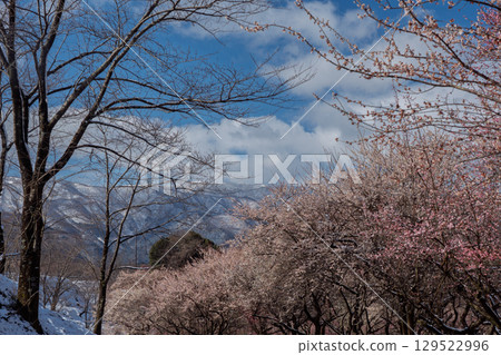 三重縣員弁市農業公園盛開的梅花林預示著春天的到來 三重縣員弁市農業公園盛開的梅花林預示著春天的到來 129522996