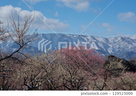 三重縣員弁市農業公園盛開的梅花林預示著春天的到來 三重縣員弁市農業公園盛開的梅花林預示著春天的到來 129523000