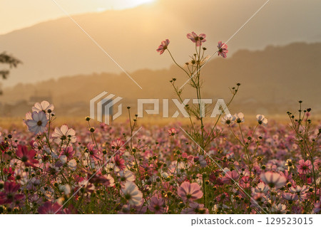 Cosmos photographed at the former site of Fujiwara-kyo in the middle of autumn in Kashihara City, Nara Prefecture Cosmos photographed at the former site of Fujiwara-kyo in the middle of autumn in Kashihara City, Nara Prefecture 129523015
