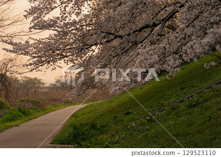 Photographing the cherry blossoms on the sewaritei in Yawata City, Kyoto Prefecture 129523110