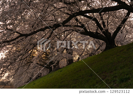 Photographing the cherry blossoms on the sewaritei in Yawata City, Kyoto Prefecture 129523112