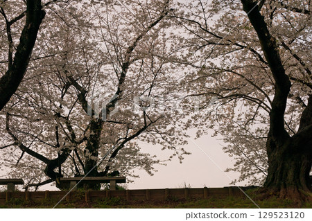 拍攝京都府八幡市瀨織亭上的櫻花 129523120