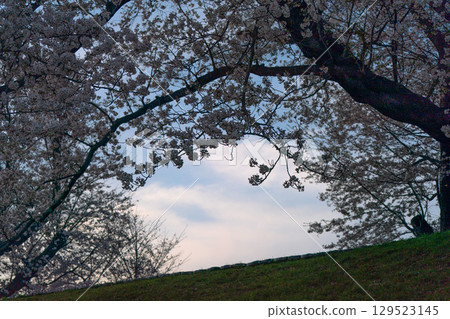 Photographing the cherry blossoms on the sewaritei in Yawata City, Kyoto Prefecture 129523145