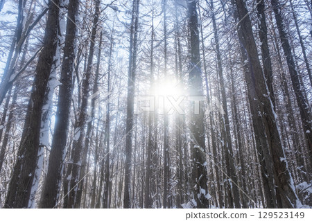 森林裡的新雪，陽光透過樹梢（溫原湖周圍） 129523149