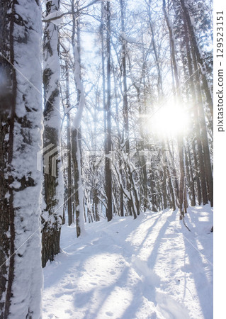 Fresh snow in the forest, sunlight filtering through the trees (around Lake Onbara) 129523151