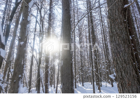 Fresh snow in the forest, sunlight filtering through the trees (around Lake Onbara) 129523156