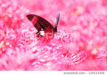 Full blooming red spider lilies and black swallowtail butterflies 129523308