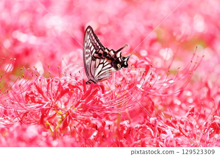 Cluster amaryllis in full bloom and swallowtail butterfly 129523309
