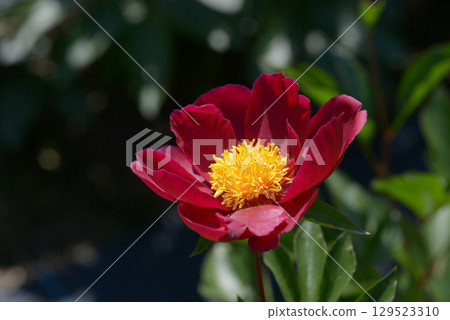 Akane Peony 129523310