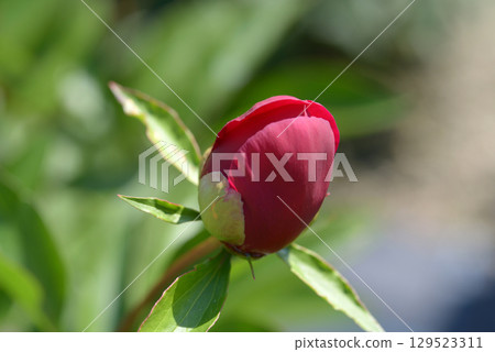 Akane Peony 129523311