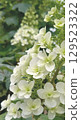 盛開的白色繡球花，白色繡球花，白色花朵 129523322