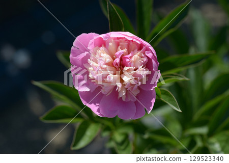Peony Sorbet Peony Sorbet 129523340