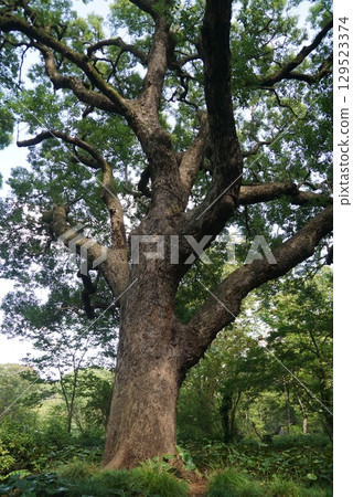 Camphor tree 129523374