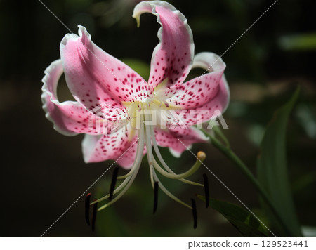 Beautiful pink Kanoko lily flowers blooming in the scorching heat of August Beautiful pink Kanoko lily flowers blooming in the scorching heat of August 129523441
