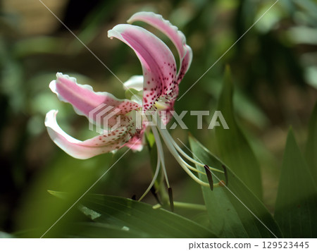 Beautiful pink Kanoko lily flowers blooming in the scorching heat of August 129523445