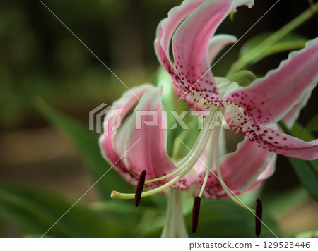 Beautiful pink Kanoko lily flowers blooming in the scorching heat of August Beautiful pink Kanoko lily flowers blooming in the scorching heat of August 129523446