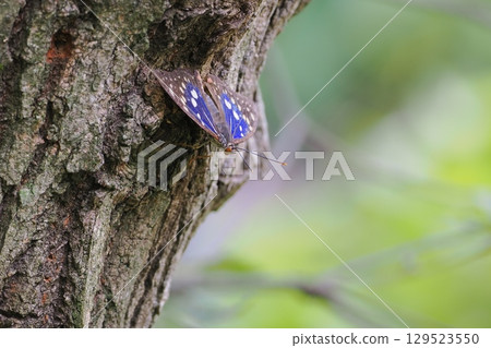 一隻大紫帝王蝶飛來吸食一棵樹的汁液 129523550