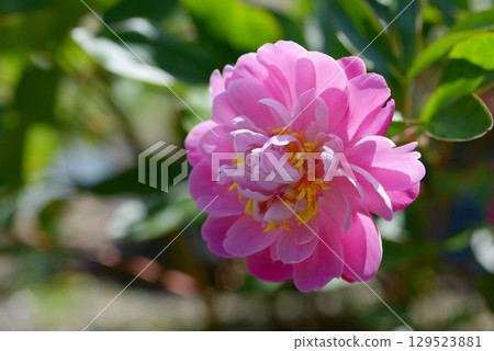 Epang Palace Peony 129523881
