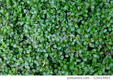 Watercress (Nasturtium officinale), Green leaves for the background 129524001