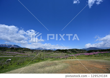 Spring flowers blooming in Dankakyo, the mountains of Hokushin, and the blue sky 129524184