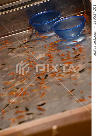 撈金魚 / 典型的夏日祭攤位 - 在小吃攤撈金魚的景象 撈金魚 / 典型的夏日祭攤位 - 在小吃攤撈金魚的景象 129524201