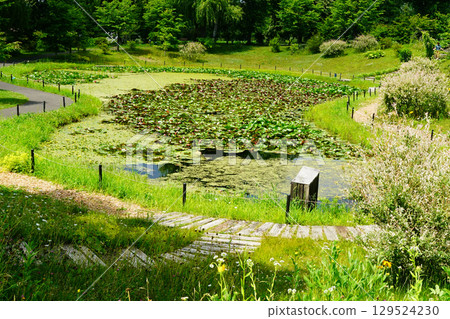 北海道十勝丘陵 129524230