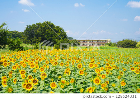 Kiyose Sunflower Festival Kiyose Sunflower Festival 129524331