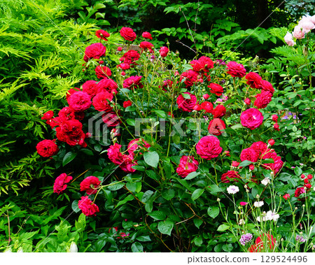 Ueno Farm, Hokkaido 129524496