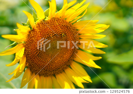 大向日葵 129524576