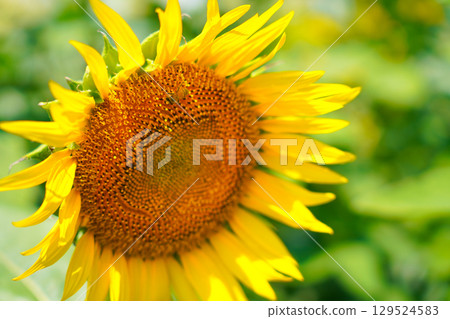 The big sunflower The big sunflower 129524583