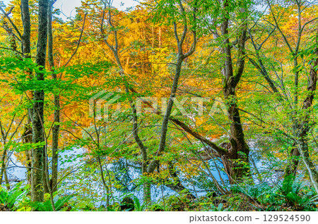 Fukushima, Urabandai: Lake Goshikinuma and Lake Yanaginuma dyed in autumn leaves 129524590