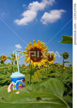 在夏天藍天的向日葵 在夏天藍天的向日葵 129524598