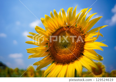 Sunflower blooming towards the sun Sunflower blooming towards the sun 129524619