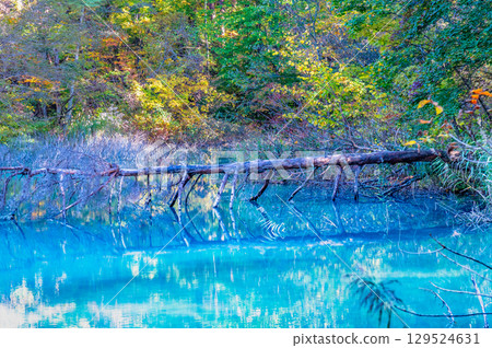 Fukushima, Urabandai: Lake Goshikinuma and Lake Aonuma dyed in autumn leaves 129524631