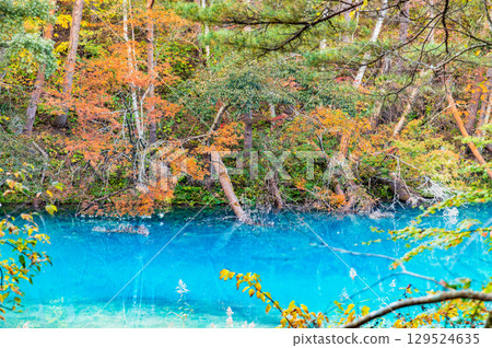 Fukushima, Urabandai: Lake Goshikinuma and Lake Aonuma dyed in autumn leaves 129524635