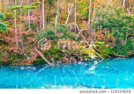 Fukushima, Urabandai: Lake Goshikinuma and Lake Aonuma dyed in autumn leaves Fukushima, Urabandai: Lake Goshikinuma and Lake Aonuma dyed in autumn leaves 129524638