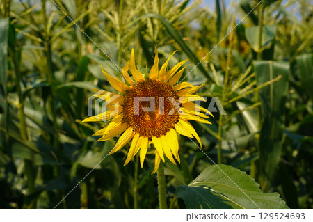 說到夏天的花朵,黃色的向日葵 說到夏天的花朵,黃色的向日葵 129524693