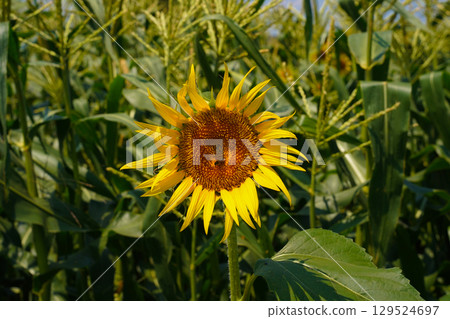 Landscape with summer flowers 129524697