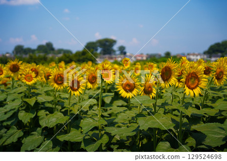 Sunflower blooming towards the sun 129524698