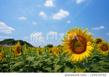 Big sunflowers blooming in summer blue sky and sunflower field 129524702
