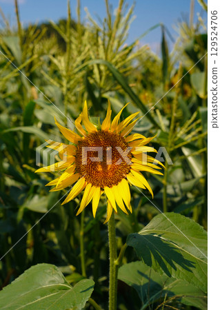  Speaking of summer flowers, yellow sunflower 129524706