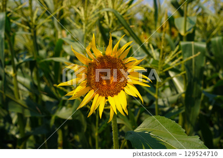 Speaking of summer flowers, yellow sunflower Speaking of summer flowers, yellow sunflower 129524710