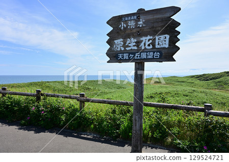 Koshimizu Wild Flower Garden Koshimizu Wild Flower Garden 129524721